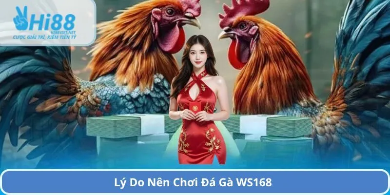Lý Do Nên Chơi Đá Gà WS168