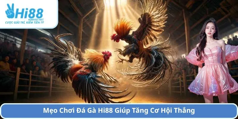 Mẹo Chơi Đá Gà Hi88 Giúp Tăng Cơ Hội Thắng