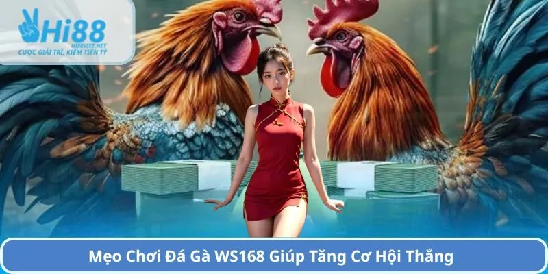 Mẹo Chơi Đá Gà WS168 Giúp Tăng Cơ Hội Thắng